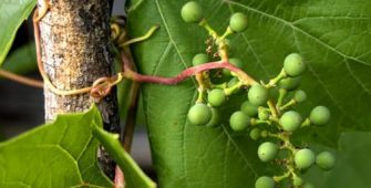 почему на виноградной лозе не образуются завязи, услуги садовника