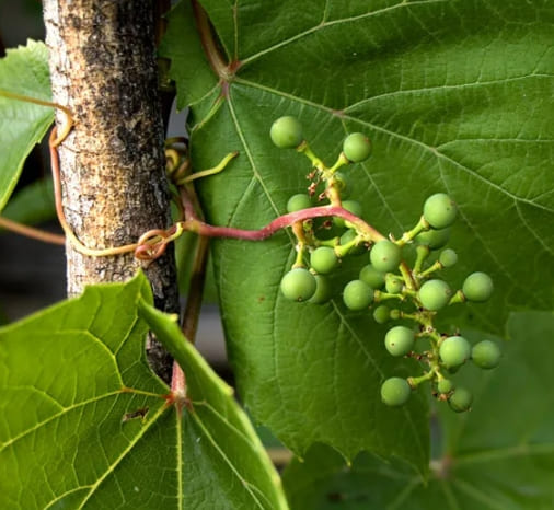почему на виноградной лозе не образуются завязи, услуги садовника