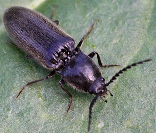 Проволочник – личинка жука-щелкуна