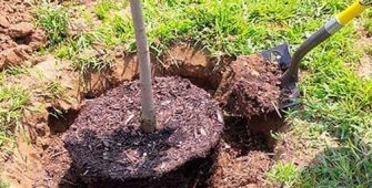 Подготовка посадочной ямы для пересадки взрослого дерева крупномера