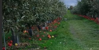 Обработка яблони после сбора урожая