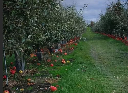 Обработка яблони после сбора урожая